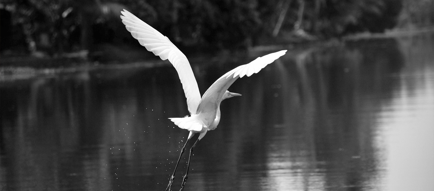 Business Shift - Online programma